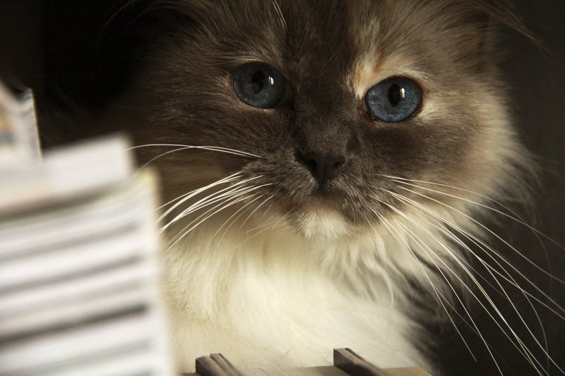 Loesje peeking klein.jpg