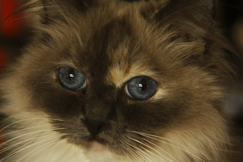 Loesje eyes web.jpg