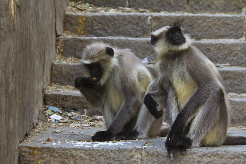 Monkeys Mount Girnar.jpg