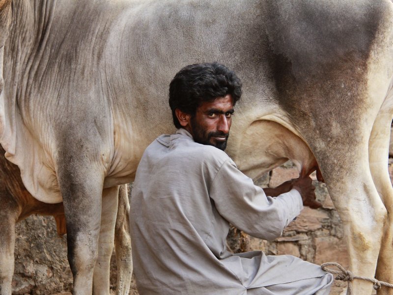 Kutch milking cow.jpg