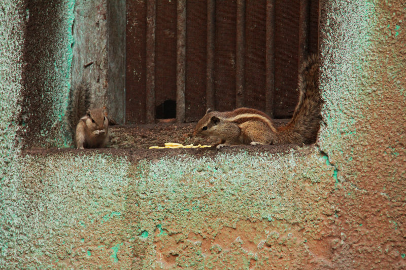 Ahmedabad beasties.jpg