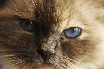 Loesje close up web.jpg