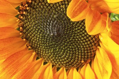 Sunflower 01 web.jpg