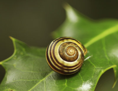 Snail 2 web.jpg