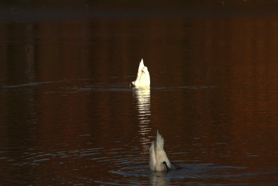 Water ballet.jpg