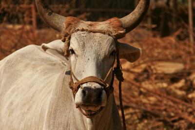 Kutch cow.jpg