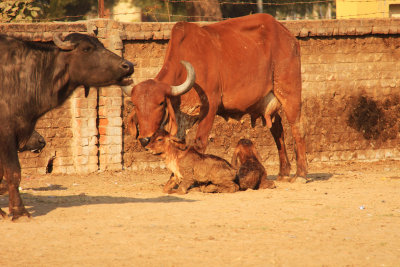 Patan newborns.jpg