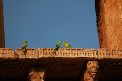 Champaner birds.jpg
