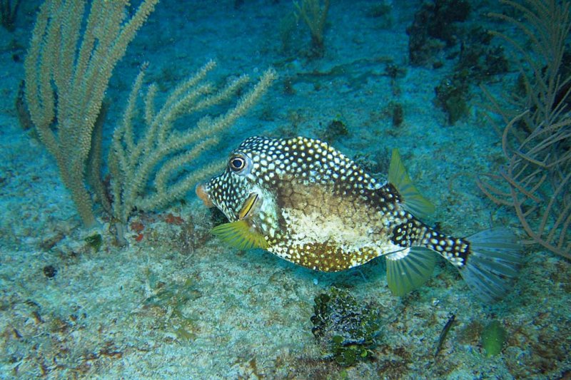 Boxfishes