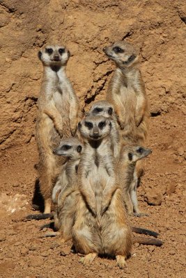 Meerkat SWAT Formation