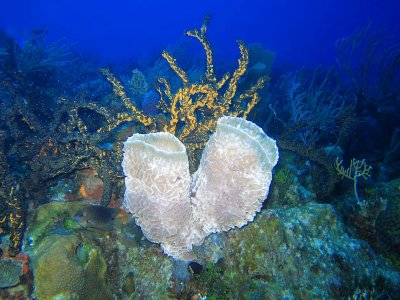 Fslas Reef - Glowing Sponge