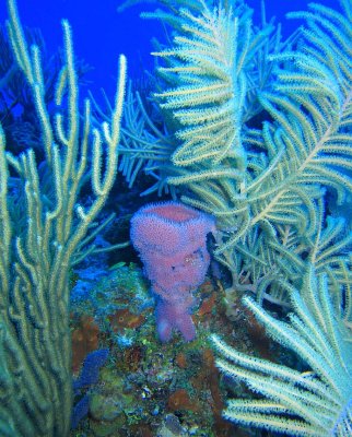Chan Yum Yum Reef - Vase Sponge and Gorgonians