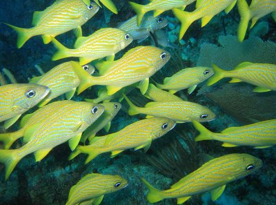 XLaLach Reef - Yellow Grunts