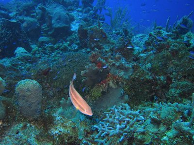 Santos Reef - Lined Wrasse