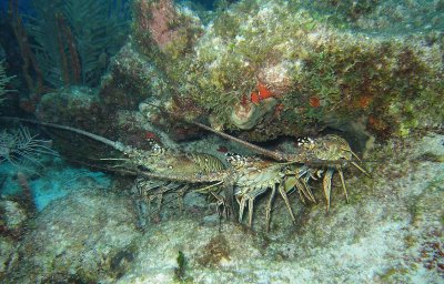 Paradise Reef - Lobsters