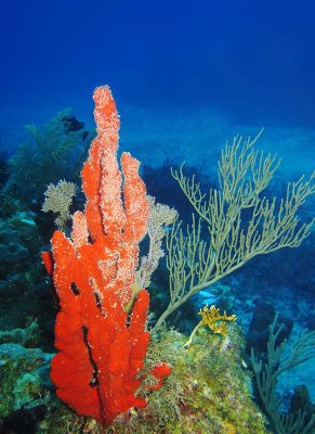 Red Tube Sponge