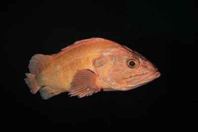 Yelloweyed Rockfish