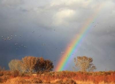Birds and Rainbow