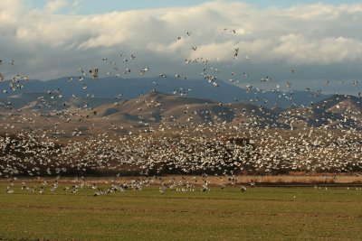 Snowgeese