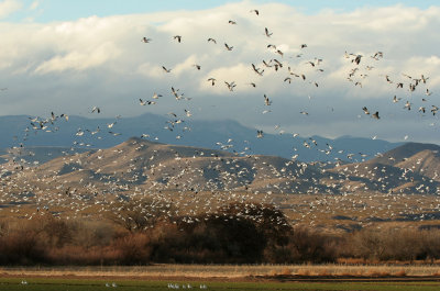 Snowgeese Take Off