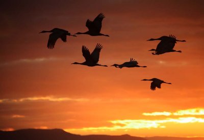 Sandhill Cranes Fly Out