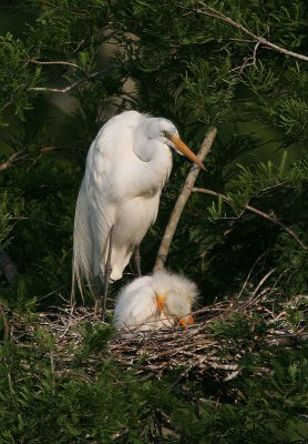 Great Egret - Three Young