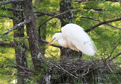 Great Egret - Nesting