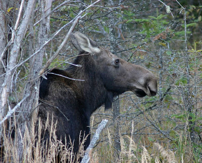 Female Moose