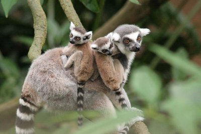 Lemur - Family of Three