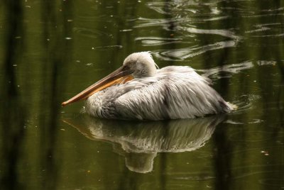 White Pelican