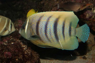 Sixbanded Angelfish