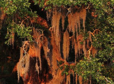 Moss on the Oak Tree