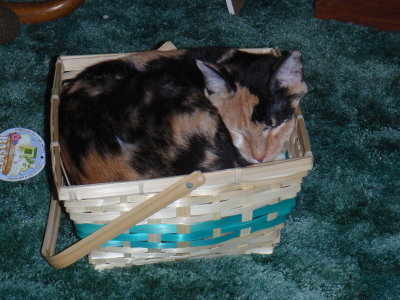 Snickers sleeping in her basket