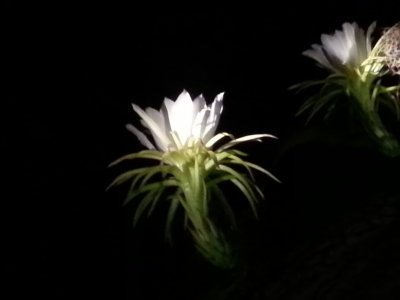 Cactus flower that blooms one night per year