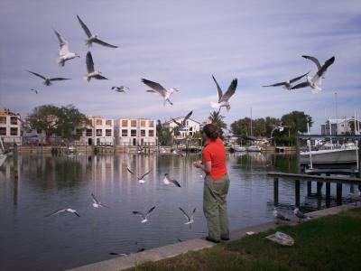 feeding the birds