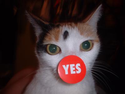 The yes cat