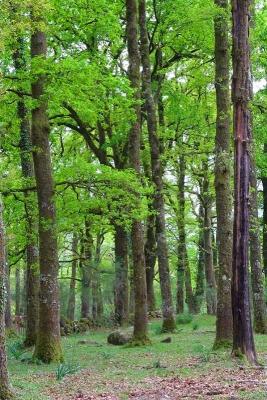 Spring trees in Gerês 1