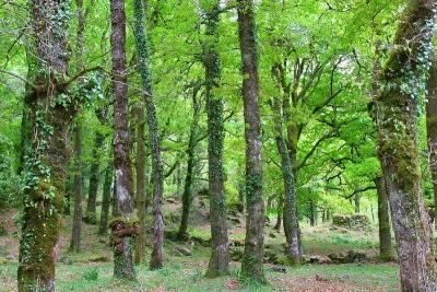 Spring trees in Gerês 2