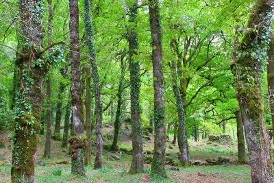 Spring trees in Gers 2