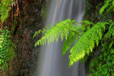 Green on waterfall