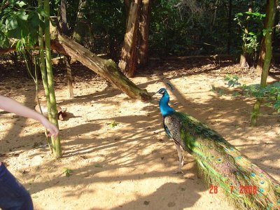 La casa de los pajaros