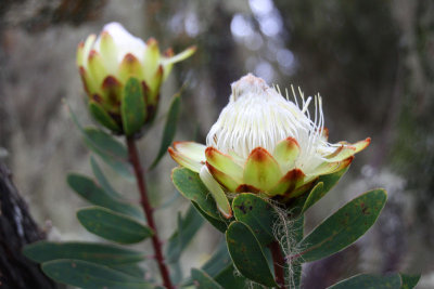 Mount Kilimanjaro flora