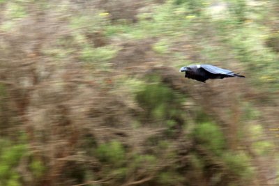 White-necked Raven in flight