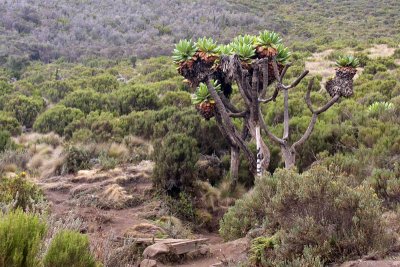 The Giant Groundsels