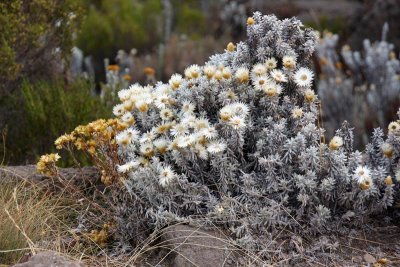 Mount Kilimanjaro flora