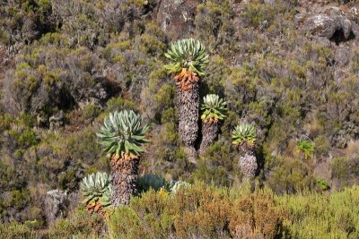 The Giant Groundsels