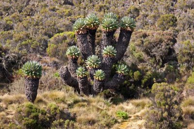 Mount Kilimanjaro flora - the Giant Groundsels