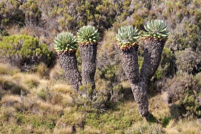 Mount Kilimanjaro flora - the Giant Groundsels