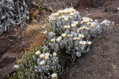 Flora at the altitude above 4000 m asl