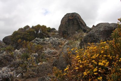 Flora at the altitude above 4000 m asl